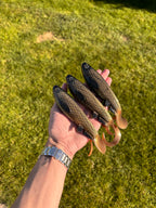 Jolt Tail (Bream)