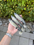 Jolt (Shad)