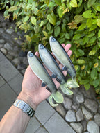 Jolt Tail (Shad)