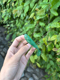 Chubby (Toxic watermelon)