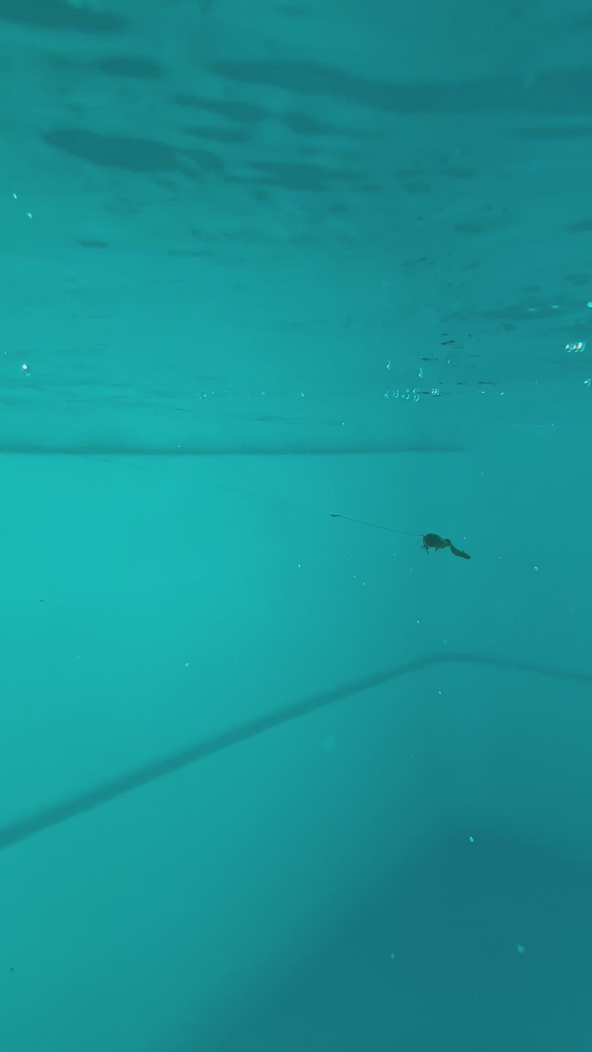 Jolt Tail (Shad)